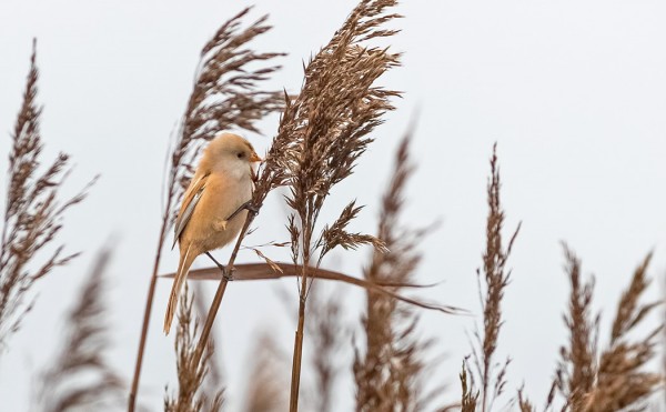 NAARAS VIIKSITIMALI ITÄRANNAN RUOVIKOSSA
