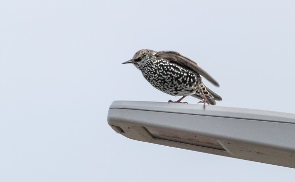 MUUTAMA KOTTARAINEN ILMESTYI TÄNÄÄN SAAREEN