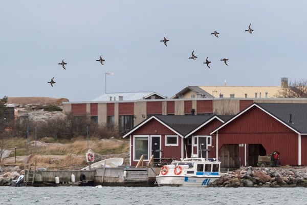 LAPA- JA TUKKASOTKIEN SEKAPARVI UISKENTELI JA LENTELI FLADANILLA