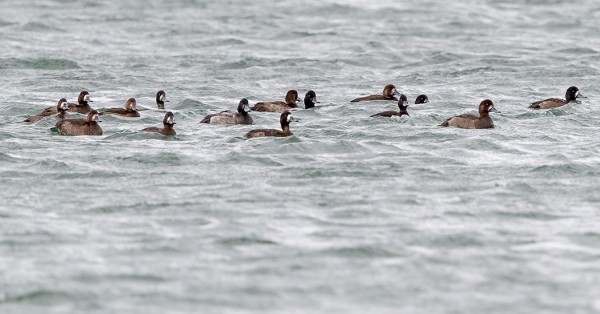 lapasotka_04_Korppoo_12_18