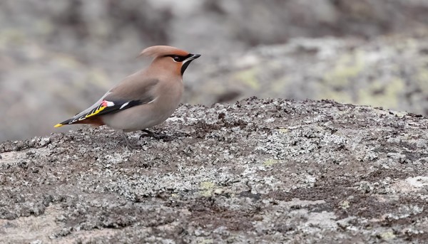 MUUTAMIA TILHIÄ ON VIELÄ LIIKKEELLÄ, TUULEN TAKIA VIIHTYVÄT MAASSA