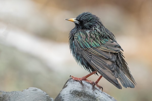 VESISADE KASTELI KOTTARAISETKIN