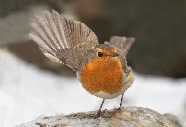 PUNARINTOJA ON SELVINNYT 2-3 YKSILÖÄ TALVESTA