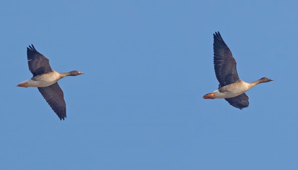 TUNDRAMETSÄHANHI EDELLÄ, TAIGAMETSÄHANHI PERÄSSÄ