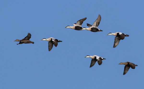 LAIVAMATKALLA NÄKYI KOMEITA HAAHKAPARVIA