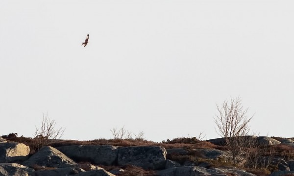 PIHALTAMME OTETTU DOKUMENTTIKUVA ISOHAARAHAUKASTA ORMSKÄRIN YLLÄ