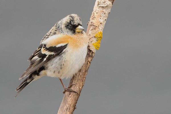 JÄRRIPEIPPOJEN MUUTTO ON HYVÄSSÄ VAUHDISSA