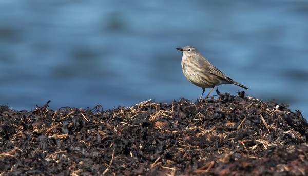 LUOTOKIRVISIÄ VIIHTYY ITÄRANNALLA