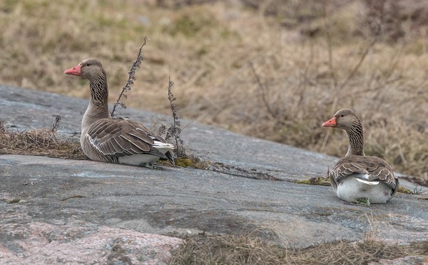 MERIHANHET HAKEVAT REVIIREJÄÄN