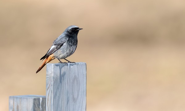 MUSTALEPPÄLINTUKOIRAS ON KOMEA ILMESTYS