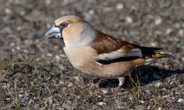 NOKKAVARPUNEN SAUNALLAMME