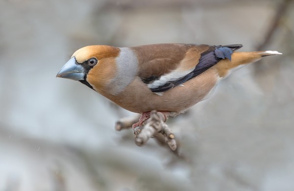 NOKKAVARPUSIA SAARESSA ON AINAKIN 2 - KOIRAS JA NAARAS