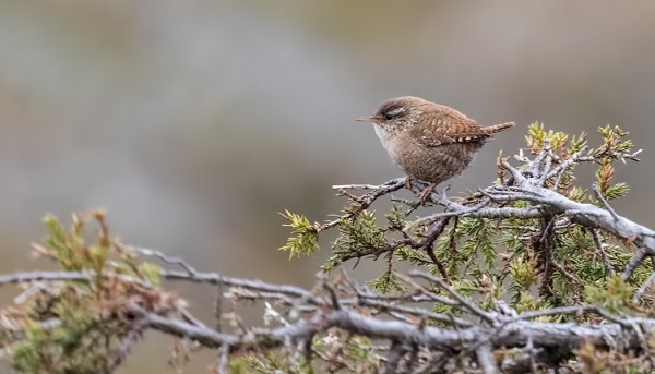 PEUKALOISTEN MUUTTO ALKAA OLLA JO OHI