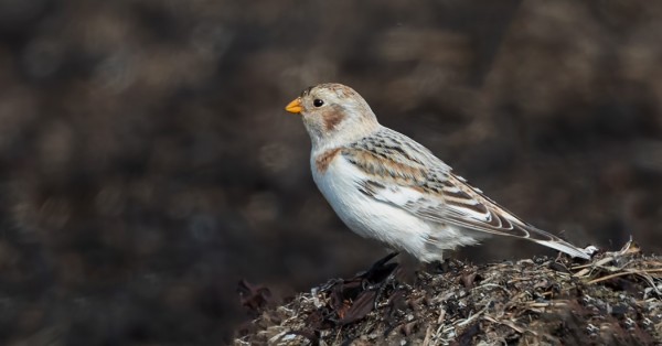 PULMUSET OVAT UTÖSSÄ VÄHÄLUKUISIA MUUTTAJIA - TÄNÄÄN YKSI VIIHTYI RANTALEVILLÄ