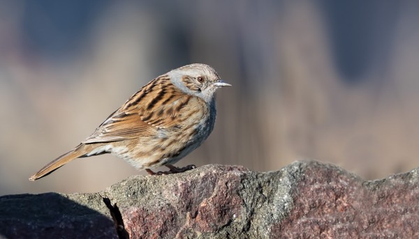 RAUTIAISTEN MUUTTO ON PARHAIMMILLAAN