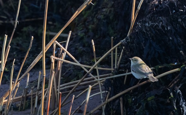 TILTALTIT OVAT TULLEET TÄNÄ KEVÄÄNÄ EPÄTAVALLISEN AIKAISIN