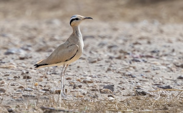 AAVIKKOJUOKSIJOITA LÖYSIMME MUUTAMAN, MYÖS POIKASIA