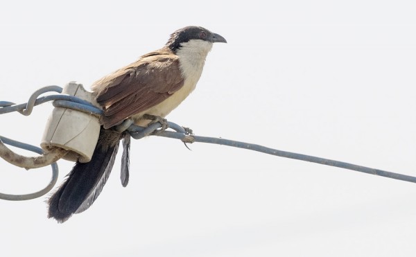 RETKEN YKSI EHDOTON KOHDELAJI OLI TÄMÄ ABBASSASTA LÖYTYNYT AFRIKANKUKAALI