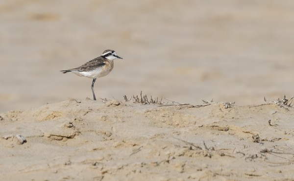 AFRIKANTYLLIT LÖYTYIVÄT YLLÄTTÄVÄNKIN HELPOSTI