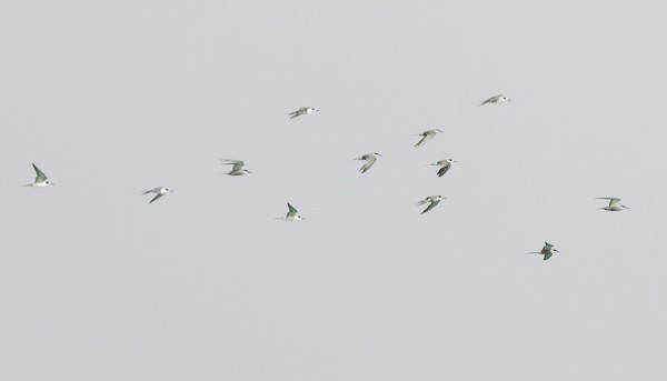 ARABIANTIIROJA NÄHTIIN ISOHKO PARVI