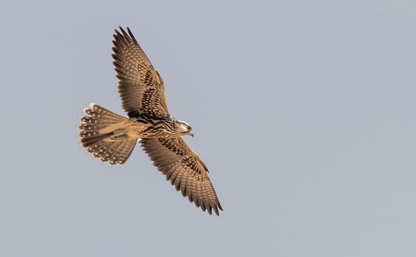 PARI NUORTA KELTAPÄÄHAUKKAA TIEN VARRELLA OLI MUKAVA PYSÄYTYS