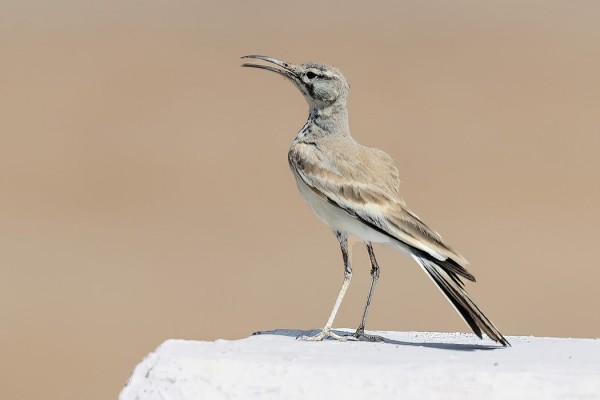 KIRJOSIIPIKIURU POSEERASI MEILLE TIEN VARRELLA