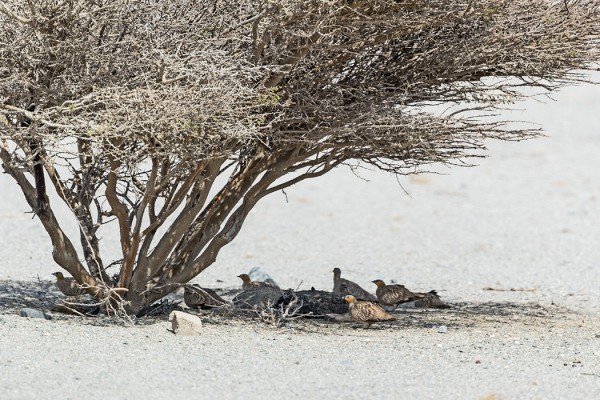 KRUUNUHIETAKYYHKYT HAKIVAT VARJOA AKAASIAN ALTA
