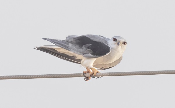 LIITOHAUKKOJA NÄKYI NIILIN ALUEELLA TUON TUOSTA