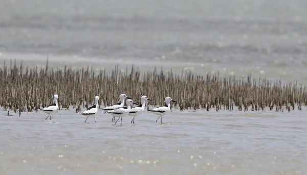 VAIKKA HAMATASSA ON SILLOIN TÄLLÖIN NÄHTYKIN LUOLAKAHLAAJIA, TÄMÄ KUUDEN LINNUN PARVI TÄHÄN AIKAAN OLI HIENO YLLÄTYS