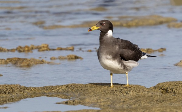 NOKILOKKEJA OLI MUUTAMIA, VALKOSILMÄLOKKEJA PALJON
