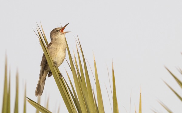 PAPYRUSKERTTUNEN OLI YLEINEN LAULAJA MONIN PAIKOIN
