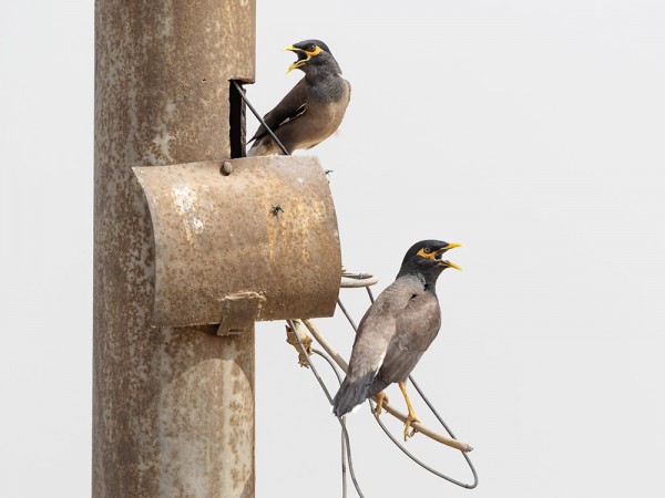 PIHAMAINOJA PESI MM TIEN VARREN PUHELINPYLVÄISSÄ