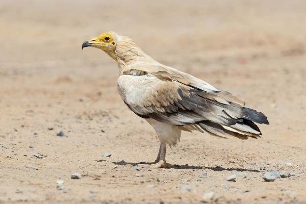 PIKKUKORPPIKOTKIA OLI USEITA BIR SHALATEISSA