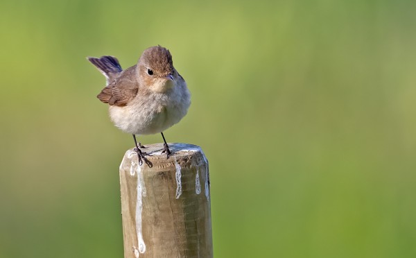 PIKKUSIEPOT SAAPUIVAT MYÖHÄÄN TÄNÄ KEVÄÄNÄ