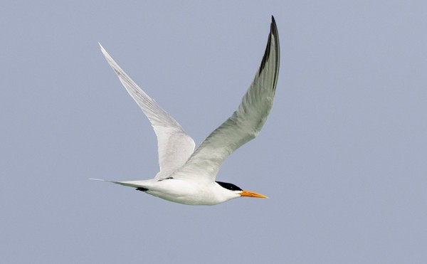 PIKKUTÖYHTÖTIIROJA NÄHTIIN MUUTAMIA KYMMENIÄ