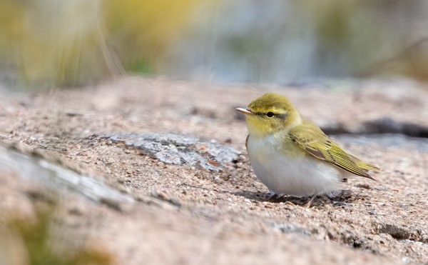 SIRITTÄJIÄ ON OLLUT VASTA VIIME PÄIVINÄ USEAMPIA