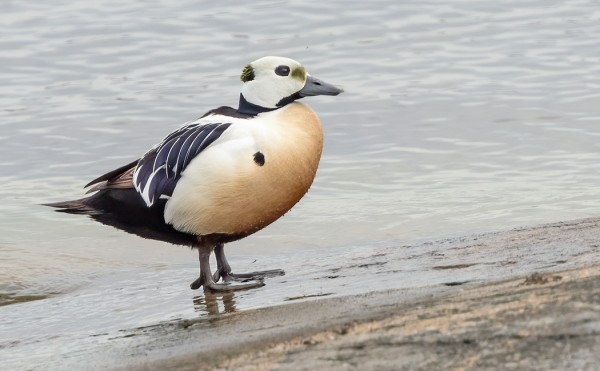 ALLIHAAHKA ON NYT OLLUT KOMEASTI ESILLÄ SAAREN RANNOILLA