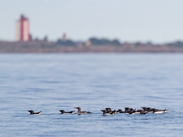 ETELÄNKIISLA GROPSKÄRIN RUOKKIPARVESSA