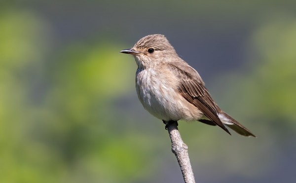 HARMAASIEPPOJEN PÄÄMUUTTO OLI TÄNÄ VUONNA TAVANOMAISTA MYÖHEMMIN