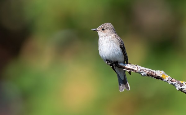 HARMAASIEPPOJA PESII AINAKIN YKSI PARI