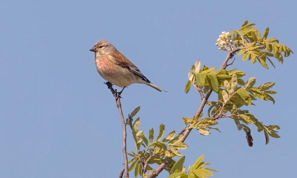 HEMPPOJA UTÖSSÄ ON PESINYT KAKSI PARIA