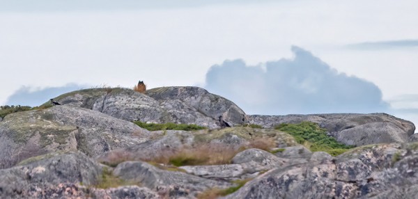 HUUHKAJA PÄIVYSTI KOBBANIN LAELLA
