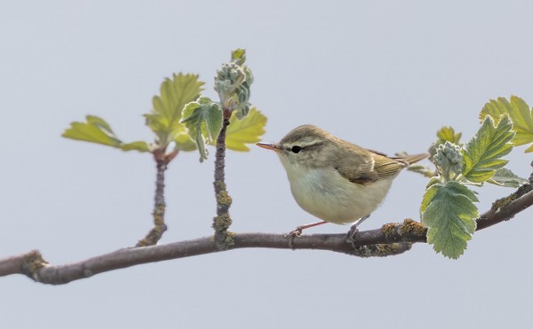 MUSTALEPPÄLINTUJA JA IDÄNUUNILINTUJA OLI MELKO RUNSAASTI