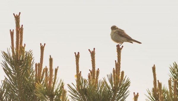 IDÄNUUNILINTU AAMUVALOISSA GAMLA POSTENILLA