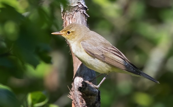 KULTARINTOJA ON OLLUT RUNSAASTI VIIME PÄIVINÄ