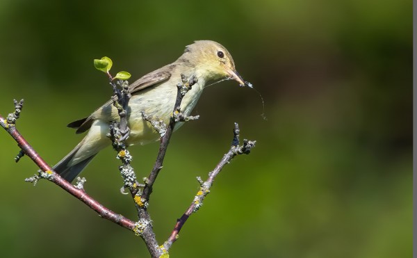 KULTARINTA HYÖDYNSI HÄMÄHÄKINVERKKOJA POIMIMALLA NIISTÄ HYÖNTEISIÄ