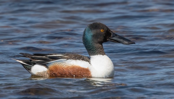 LAPASORSIA UTÖSSÄ PESII 5 PARIA