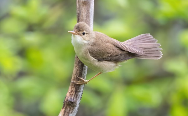 LUHTAKERTTUSILLA ON NYT VARMAANKIN PÄÄMUUTTOAIKA