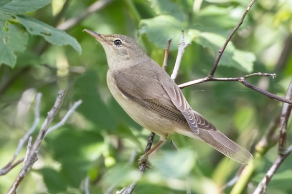 luhtakerttunen_11_Korppoo_06_19