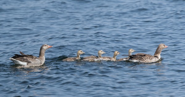 MERIHANHIPOIKUEITA SAAREN VESILLÄ ON 5 KPL